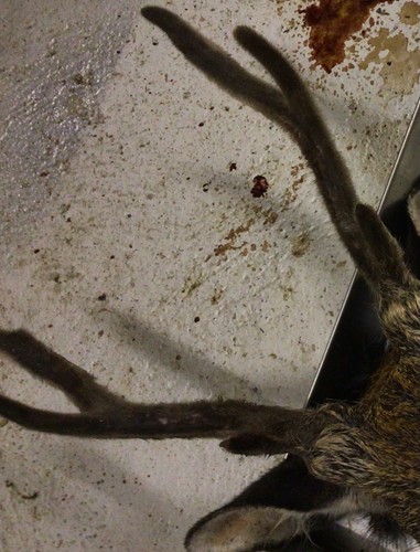 Antlers from sika deer - antlers,