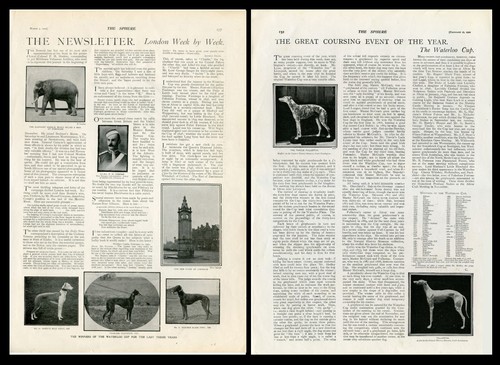 Greyhound waterloo cup - greyhound,