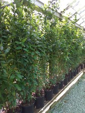 Bay Hedging Plants 4-6ft evergreen plants