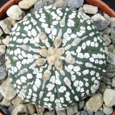 Astrophytum Asterias 'Super Kabuto' select form 4.4cm collectors Mexican cactus