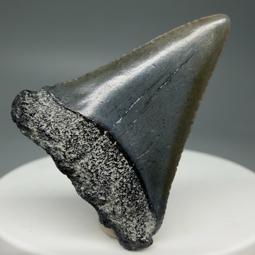 Complete fossil great - 1.47",