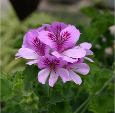 Scented Pelargonium (Geranium)
