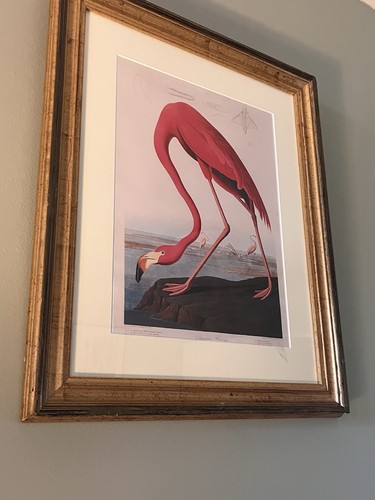 Framed audubon flamingo - framed, 🦩