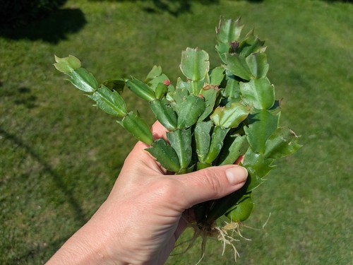 Schlumbergera truncata