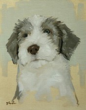 Dog portrait - bearded Collie