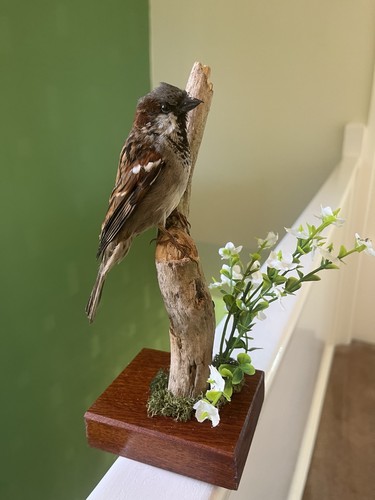 Taxidermy passer domesticus