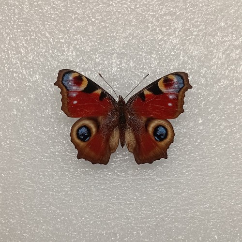 European peacock butterfly - european,