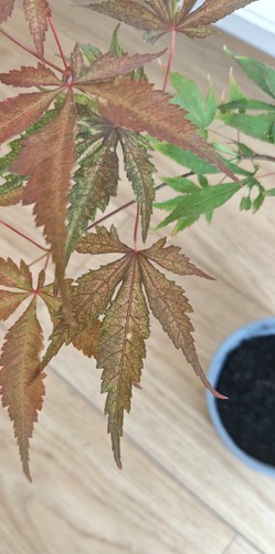 Acer palmatum will devine - acer,