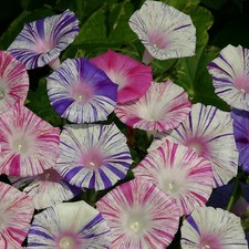 Ipomoea peppermint 6 Plug