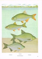 Roach Rudd Silver Bream Fish Print Picture Vintage 1972 OBOV#97