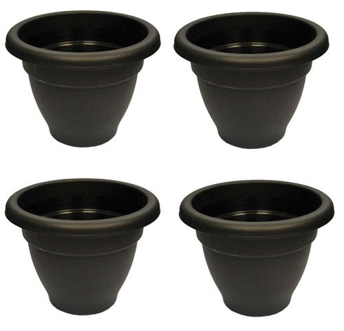 Black round plant - 4,