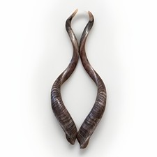 Twin Shofars Yemenite Kudu