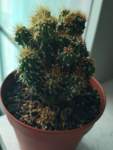 Cereus monstrosus cactus - cereus, in