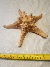 Real Dried 20cm Knobbly Star