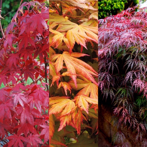 Acer plant collection - 3,