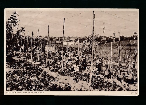 Social history hop picking - picking,