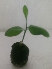 Lemon Tree, Citrus limon