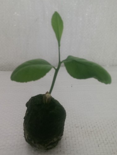 Lemon tree citrus - lemon, tree,