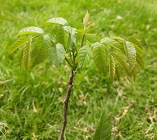 Walnut Tree
