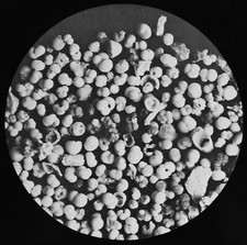 Foraminifera 1850 fathoms - foraminifera,