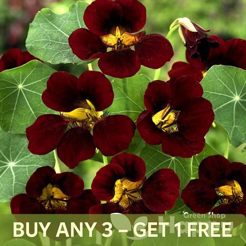 Nasturtium tom thumb black - tom,
