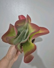 Kalanchoe thyrsiflora | Paddle Plant | Flapjack | 13cm pot | Large Plant