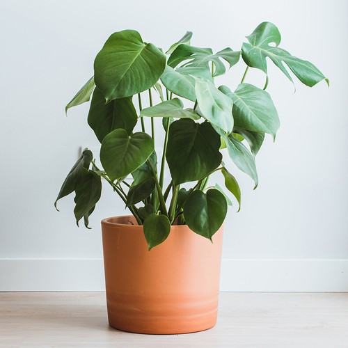 Monstera deliciosa swiss - monstera, 'swiss
