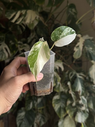 Monstera albo highly - monstera,