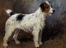 Rough coated Jack Russell