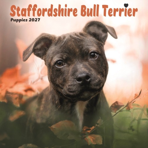 Staffordshire bull terrier - staffordshire,