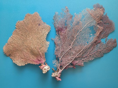 Sea fans lot - sea,