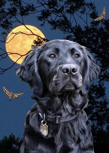 Black flatcoat retriever - flatcoat,