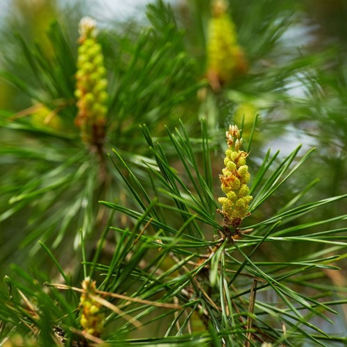 Scots pine trees pinus - trees,