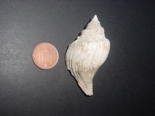 LARGE CLASSIC Bartonian Eocene Sycostoma pyrus Melongenidae GASTROPOD Barton Bds