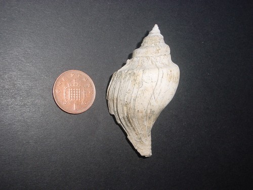 Large classic bartonian eocene - classic,