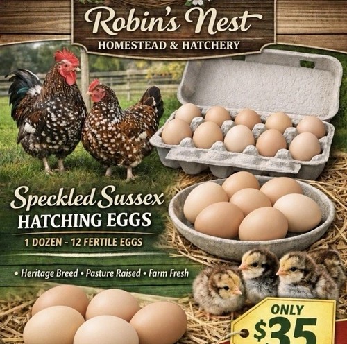 Speckled sussex hatching - speckled,