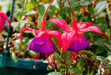 Fuchsia Purple Fountain