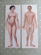 VINTAGE ANATOMICAL CHARTS WITH FOLD OUT DIAGRAMS HUMAN BODY X 2 MALE AND FEMALE