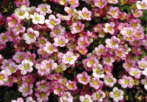 Saxifraga floral carpet - 6,