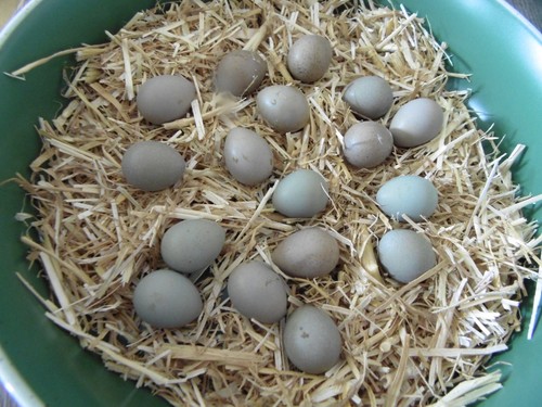 Button quail eggs - , x
