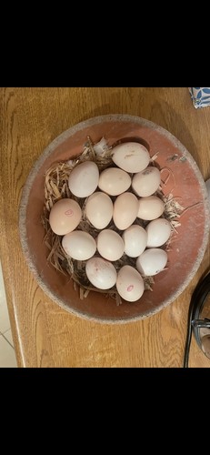 Golden pheasant eggs these - pheasant,