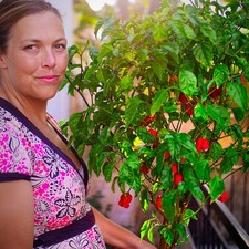 Carolina Reaper Chilli Plug