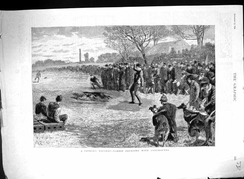 Old 1890 rabbit - 1890, coursing