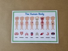 The Human Body Organs, KS2 KS3