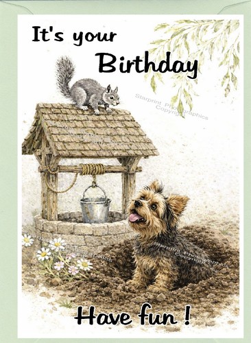 Yorkshire terrier yorkie - yorkshire,