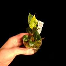 Anthurium 'Black Widow' x