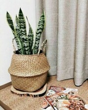 Seagrass Basket Belly Flower