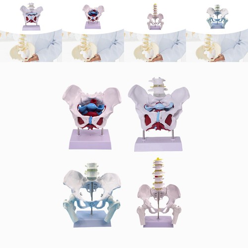 Female pelvis model skeleton - model,