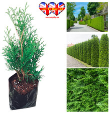 Thuja smaragd hedging - thuja,