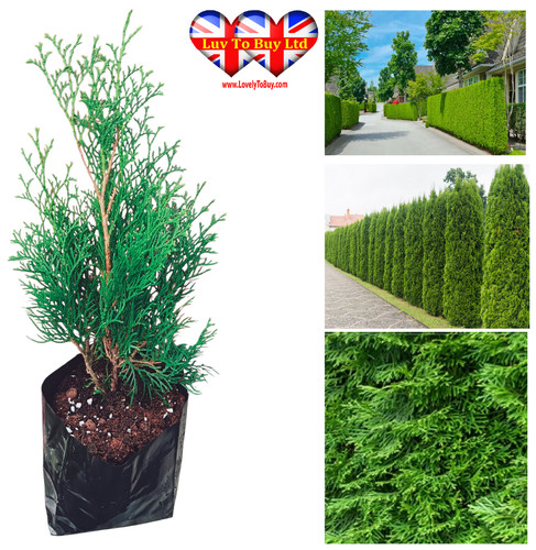 Thuja smaragd hedging plants - hedging,